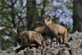 <p>KAMZÍK HORSKÝ (Rupicapra rupicapra) Lužické hory, Studenec ---- /Chamois - Gämse/</p>